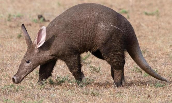 Creative commons photo of an aardvark jogging along