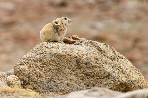 Photo of Ladak pika (Ochotona ladacensis) sitting on a granite stone. It is a small mammal living on high mountain meadows. It belongs to the Lagomorpha order, so it is related to hares and rabbits rather than rodents. The species has been categorized as the Least Concern on the IUCN Red List. Photographed in May, in the upper part of the Markha Valley, near Nyimaling. Zanskar Mountains, Ladakh, India.