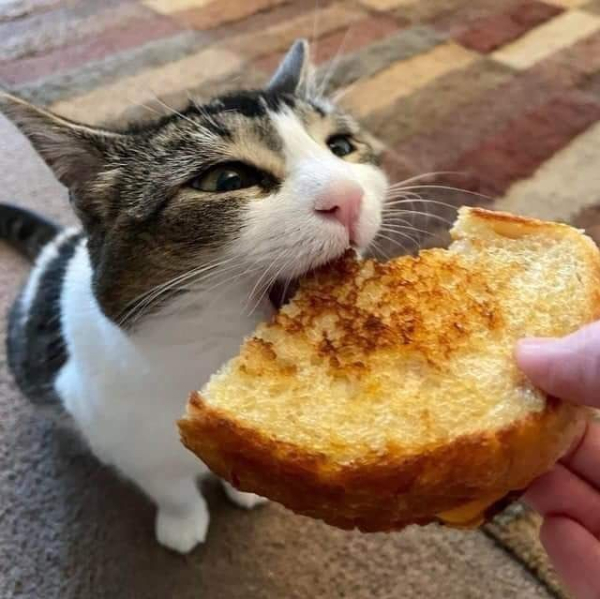 A grey and white tabby with its mouth open as it is about to chomp down on a toasted cheese sandwich being offered to it by its servant (hooman)