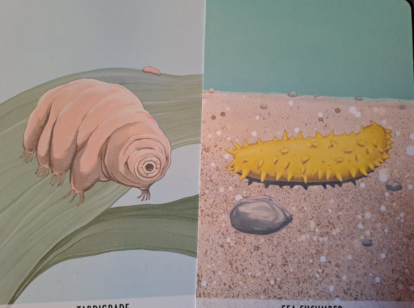 Two cards with color drawings of a tardigrade and a yellow sea cucumber