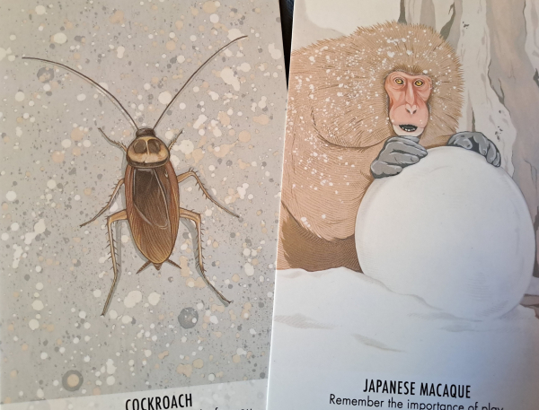 Two cards with color drawings of a cockroach and a Japanese macaqe. The latter is rolling a snowball.