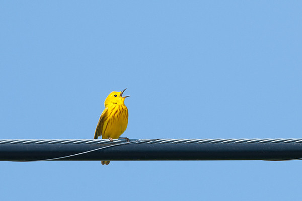 The head of the bird is just left of the middle of the photo.
The wire is a little les then one third of the bottom of the photo.
