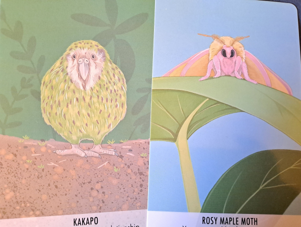 Two cards with color drawings of kakapo and rosy maple moth.