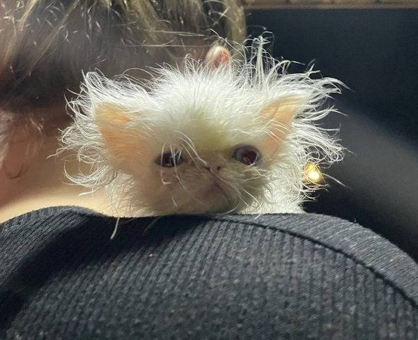 a little white cat with crazy fur going everywhere and a look of confusion on its face