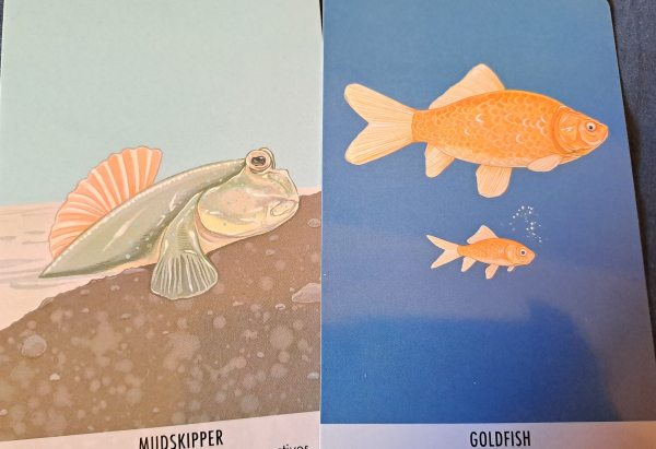 Two cards with color drawings of a mudskipper and two goldfish