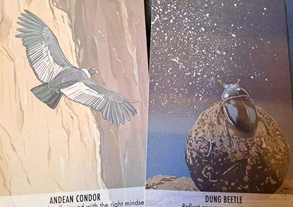 Two cards with color drawings of an Andean condor and a dung beetle