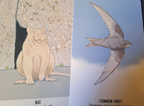 Two cards with color drawings of a rat and a swift. The rat looks like it's laughing. 