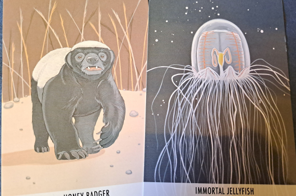 Two cards with color drawings of a honeybadger and an immortal jellyfish