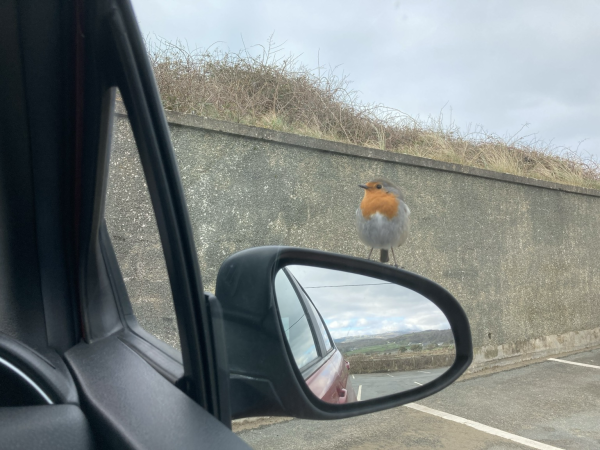 The left of the image is part of a car window and wing mirror; standing on the mirror’s top is a robin redbreast. The car is parked against a tall grey wall which not only holds back the dunes peeking over the top, but also provides a perfect backdrop for the robin.