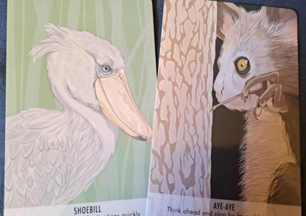 Two cards with color drawings of a shoebill stork and an aye-aye 