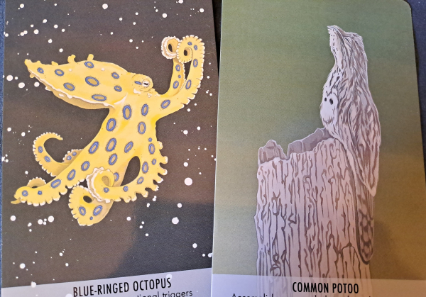 Two cards with color drawings of a blue ringed octopus and a potoo bird 