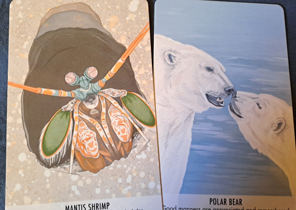 Two cards with color drawings of a mantis shrimp, and two polar bears touching noses