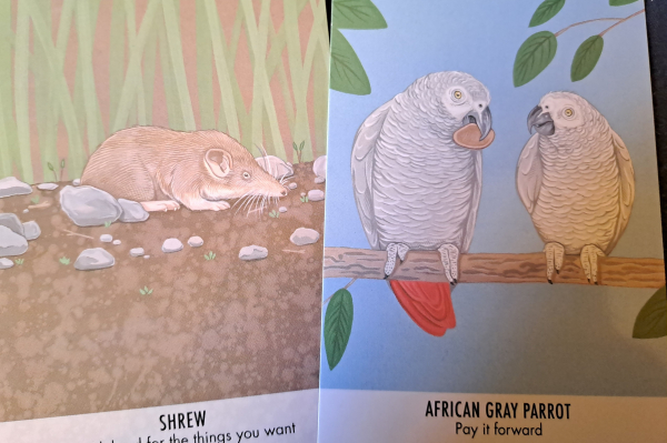 Two cards with color drawings of a shrew, and two African gray parrots sitting on a branch