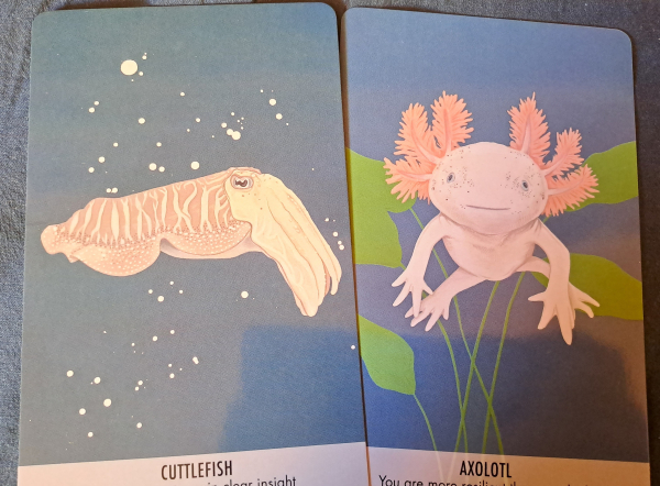 Two cards wih color drawings of a cuttlefish and an axolotl