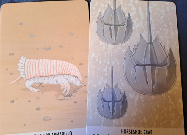 Two cards with color drawings of a pink fairy armadillo and three horseshoe crabs