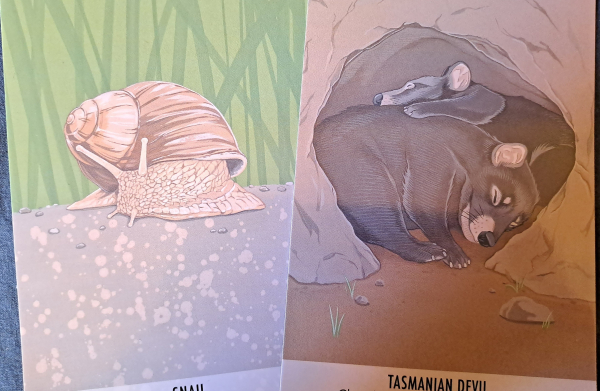 Two cards with color drawings of a snail, and two Tasmanian devils sleeping curled up in a burrow