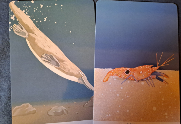 Two cards with color drawings of a platypus and a pistol shrimp 