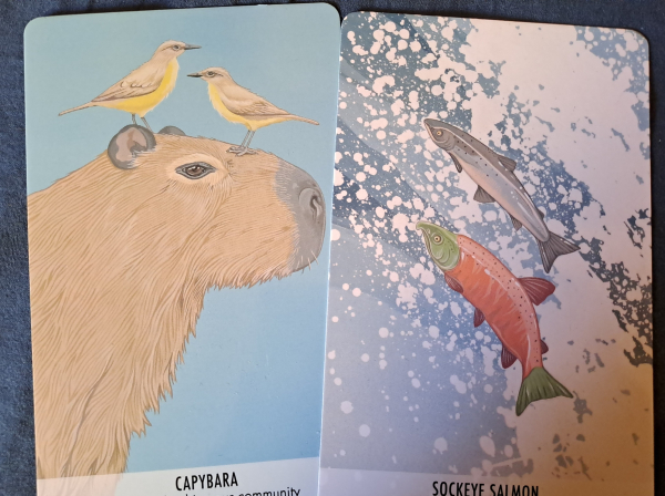 Two cards with color drawings of a capybara, and two salmons swimming up a waterfall