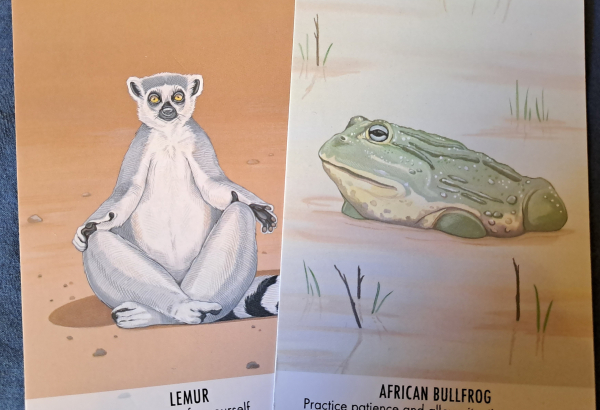 Two cards with color drawings of a ring tailed lemur and an African bullfrog. Lemur is sitting in a meditative pose.