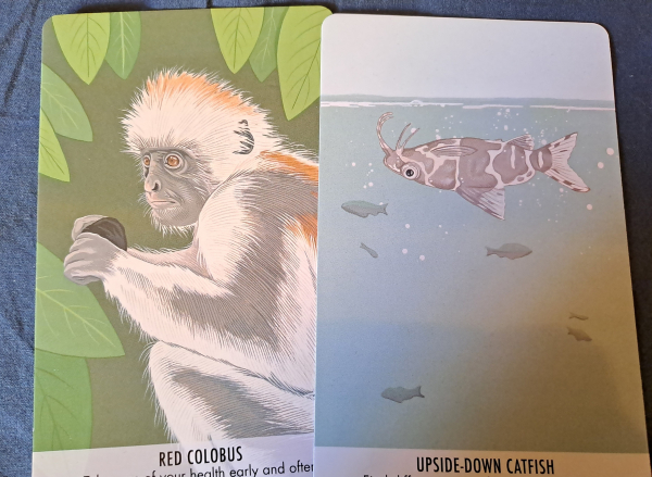 Two cards with color drawings of a red colobus and an upside-down catfish. 