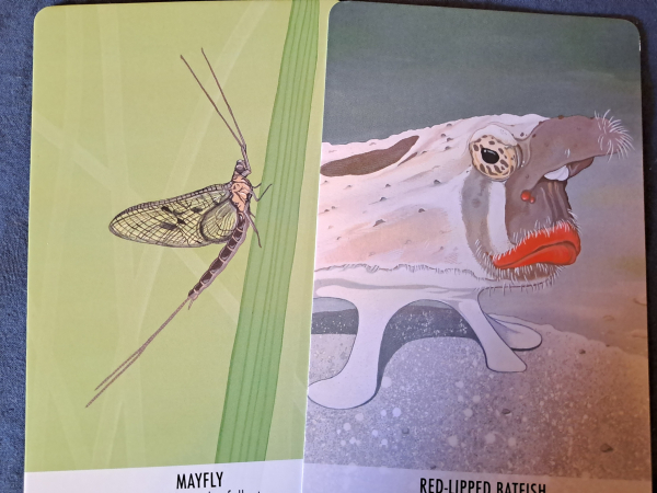 Two cards with color drawings of a mayfly and a red-lipped batfish