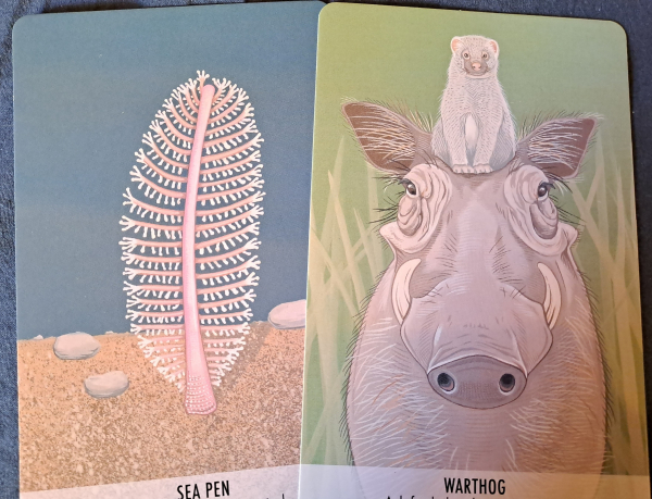 Two cards with color drawings of a sea pen and a warthog with a mongoose sitting on its head