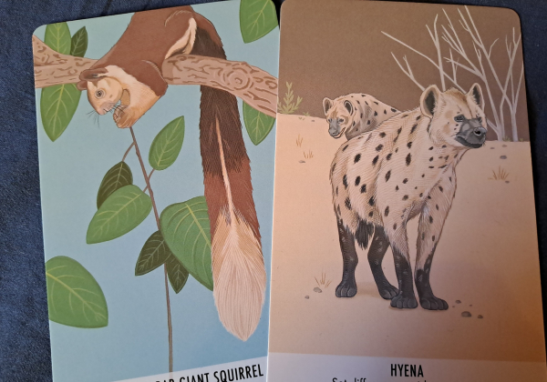 Two cards with color drawings of a Malabar giant squirrel and a hyena.