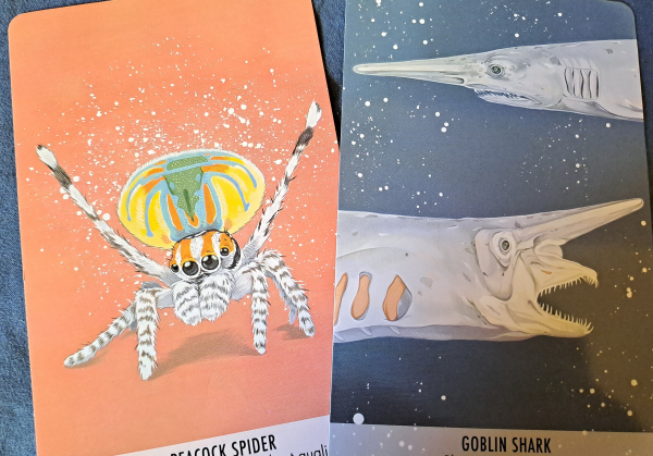 Two cards with color drawings of a peacock spider and two goblin sharks