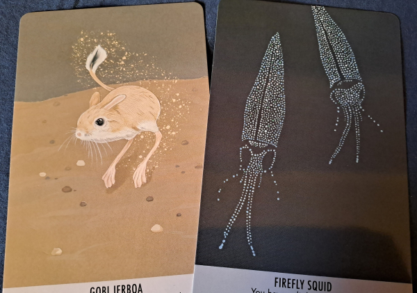 Two cards with color drawings of a jerboa and two firefly squids 