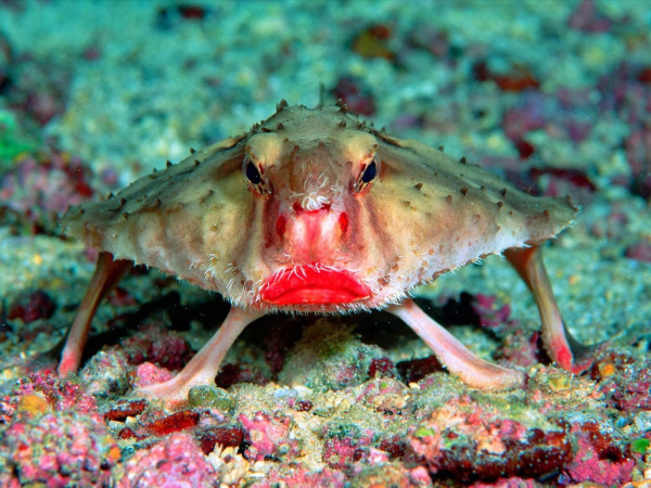 Photo of a Red-lipped batfish facing the camera, looking unimpressed 