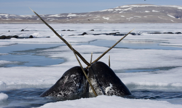 Photo of two narwhals rising up from icy waters, locking horns