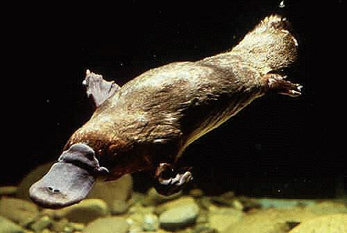 photo of a platypus swimming underwater