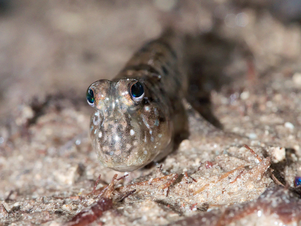 close-up photo of a mudskipper looking into the camera