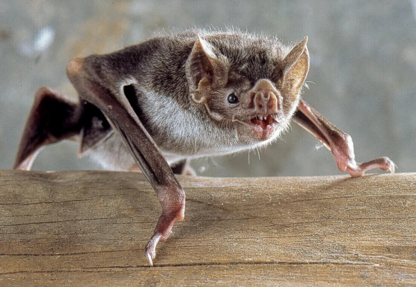 Photo of a vampire bat perched on a log