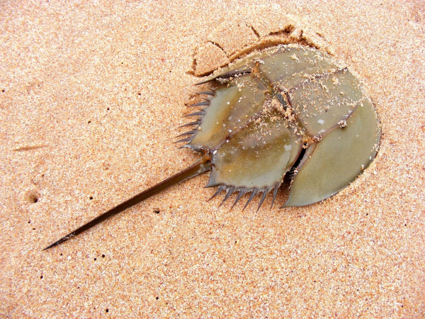 Photo of a horseshoe crab in sand