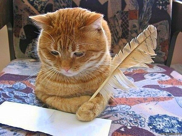 orange gat sitting in front of a piece of blank paper, and holding a quill pen; it looks confused