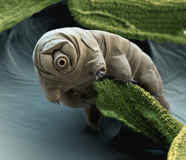 Close up image of a tardigrade