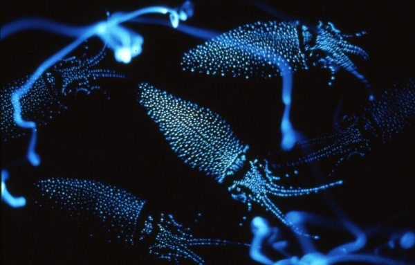 Photo of firefly squid glowing blue in the dark 