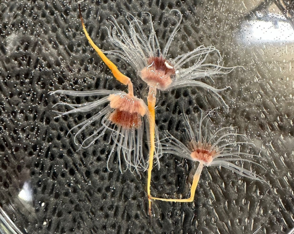 some strange looking sea creatures - the three samples look like a cross between a flower, a jellyfish and some noodles... the image is about 5 cm across but you can't tell. They are sitting on a dimpled background. They look very alien.