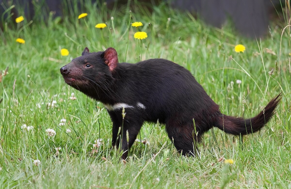 Photo of a Tasmanian devil standing alert among grass and yellow flowers