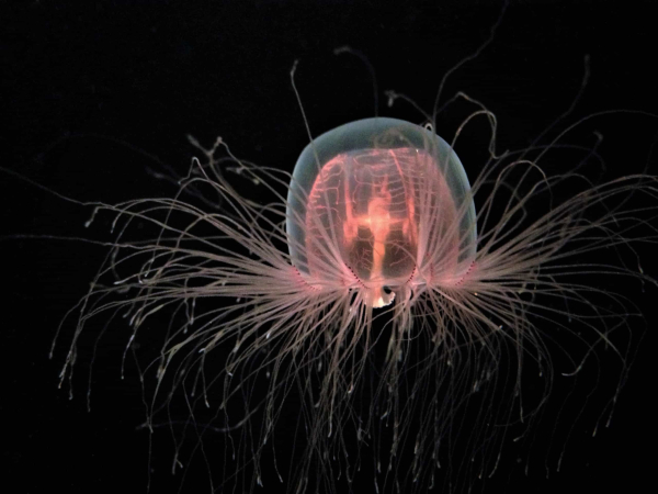 Photo of a floating immortal jellyfish