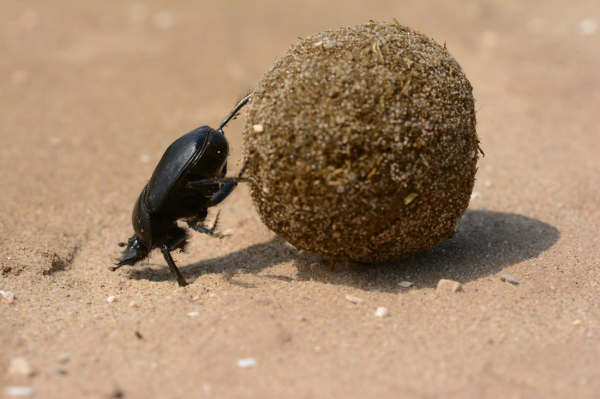 Dung beetle rolling a large ball of dung with its hind legs