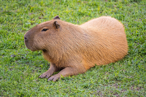 Capybara lying in green grass