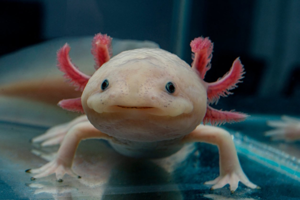 Photo of a pink and white axolotl facing the camera