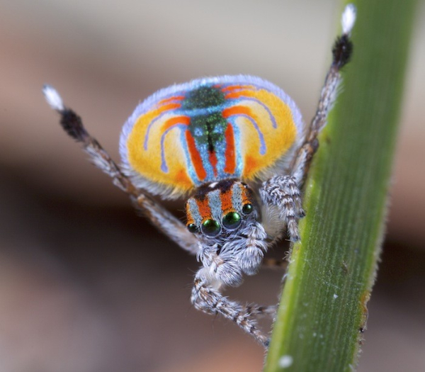 Photo of a peacock spider