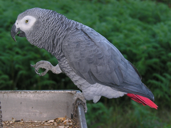 Photo of an african grey parrot