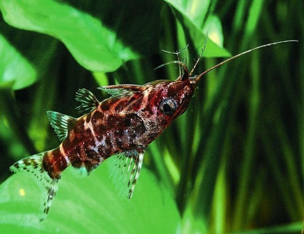 A dark red and brown spotted upside-down catfish with long whiskers swimming (obviously) upside down agaist green foliage