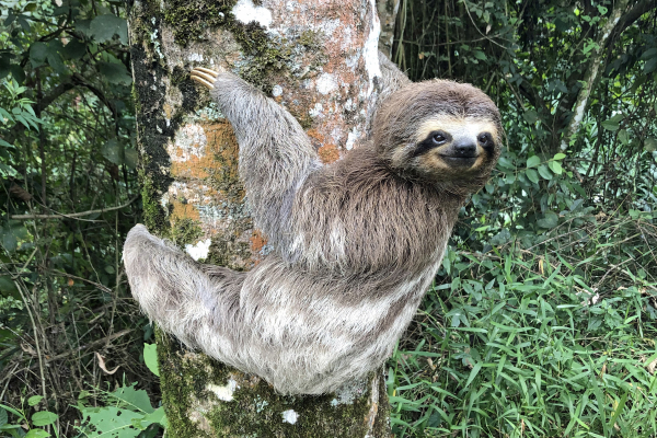 A three toed sloth clinging to a tree and looking back at the camera