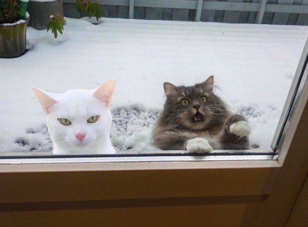 two cats waiting to come inside: a white one with a look of pure murder on its face and a grey fluffy tabbyy who looks like he's forgotten his car keys and needs your help