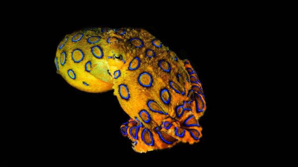 Photo of a blue-ringed octopus against a dark background 